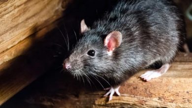 The Complete Guide to Rodent Removal Services for a Safer and Healthier Home The Complete Guide to Rodent Removal Services for a Safer and Healthier Home