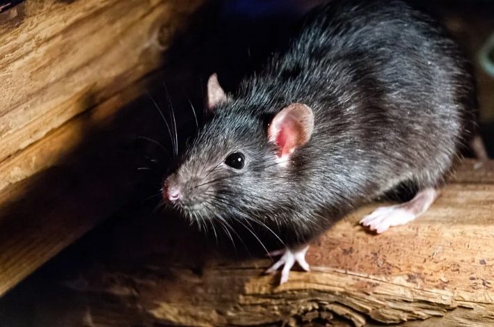 The Complete Guide to Rodent Removal Services for a Safer and Healthier Home